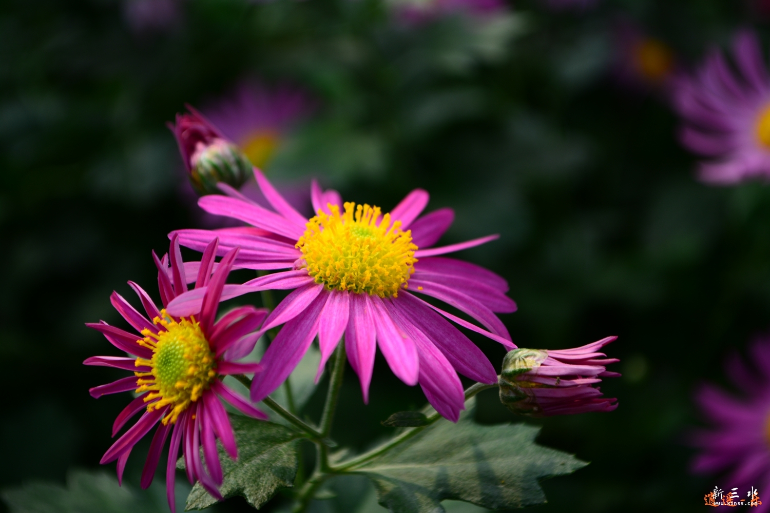 DSC_0019.jpg