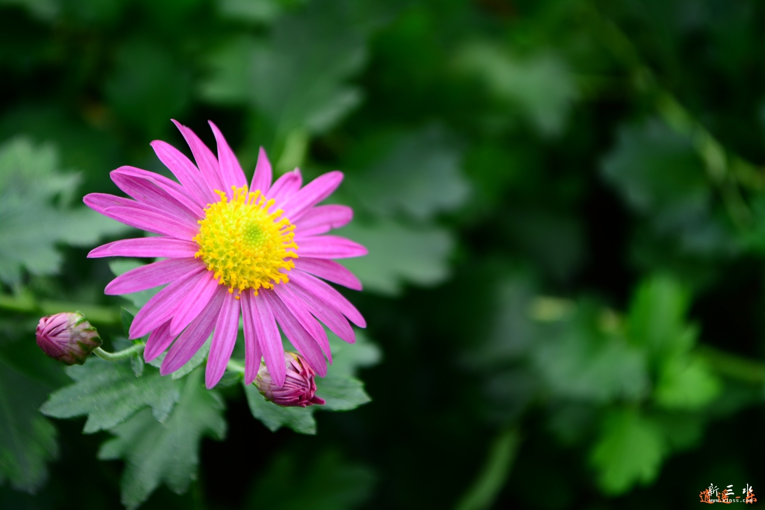 DSC_0020.jpg