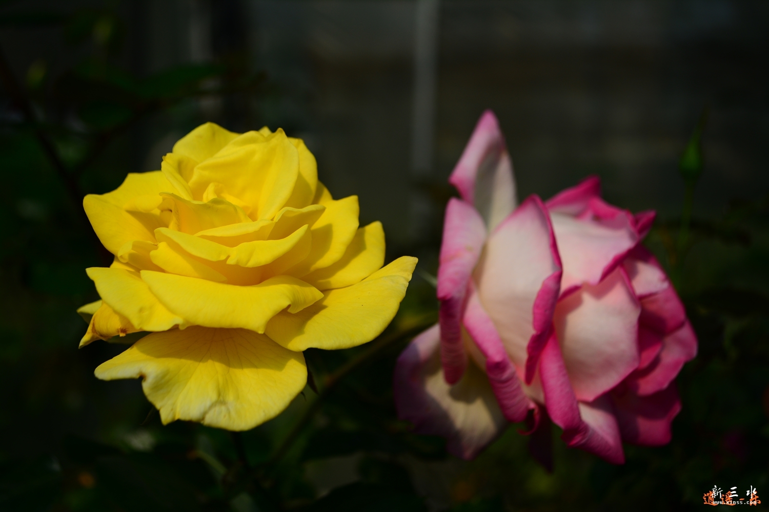 DSC_0039.jpg