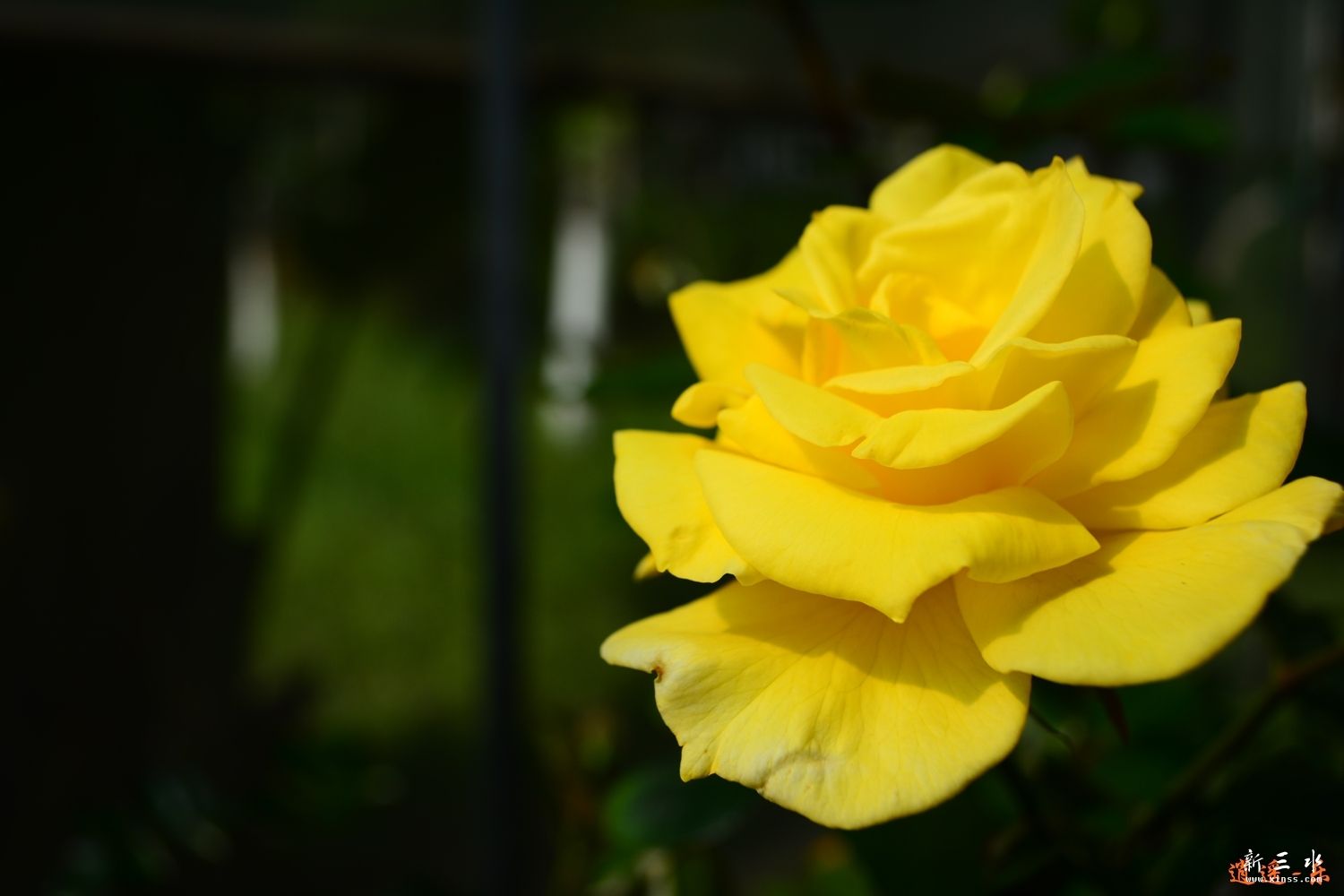 DSC_0041.jpg