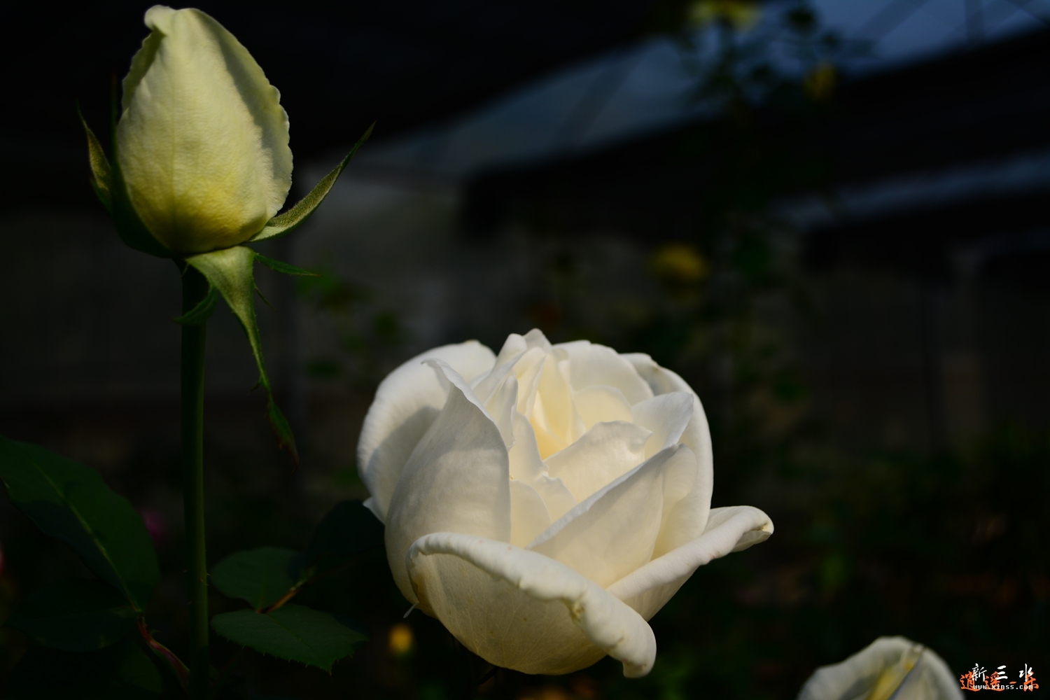 DSC_0047.jpg