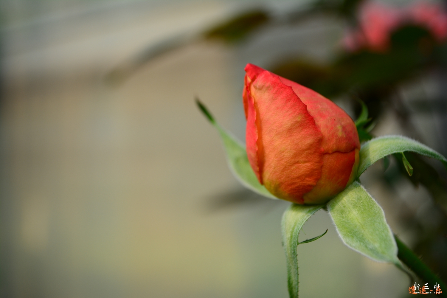 DSC_0062.jpg