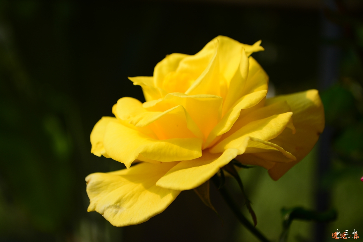 DSC_0067.jpg