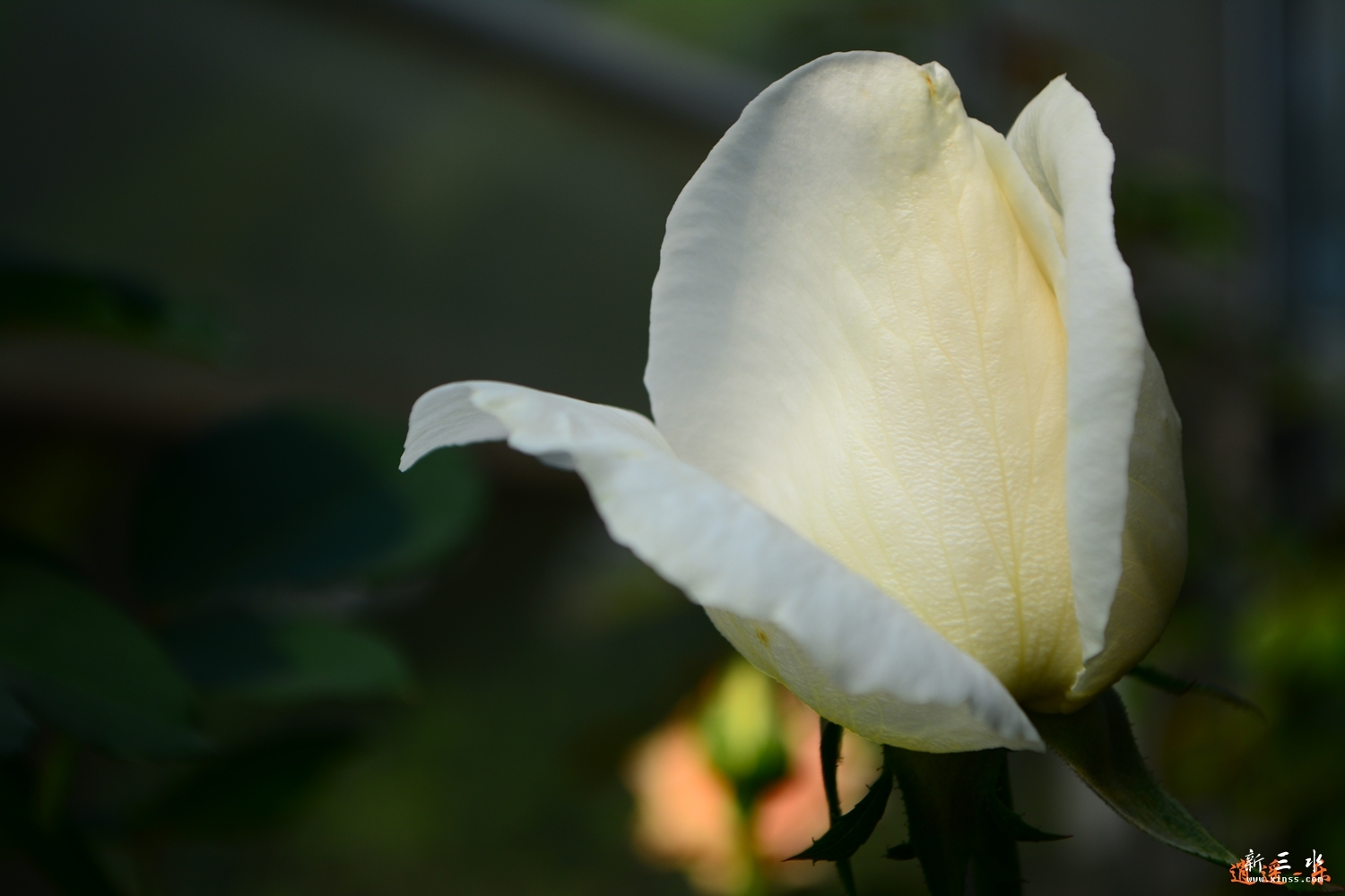 DSC_0055.jpg