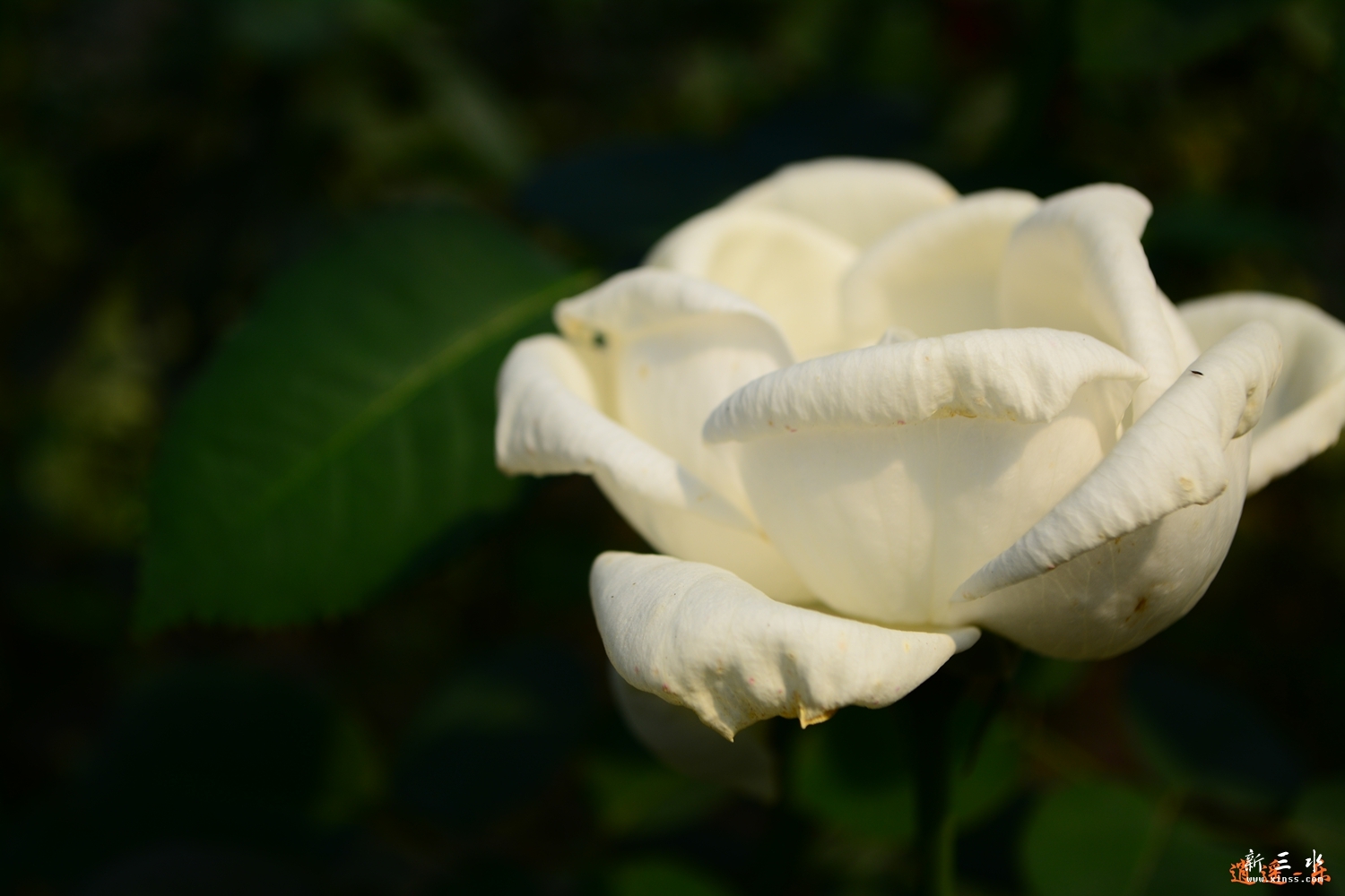DSC_0051.jpg
