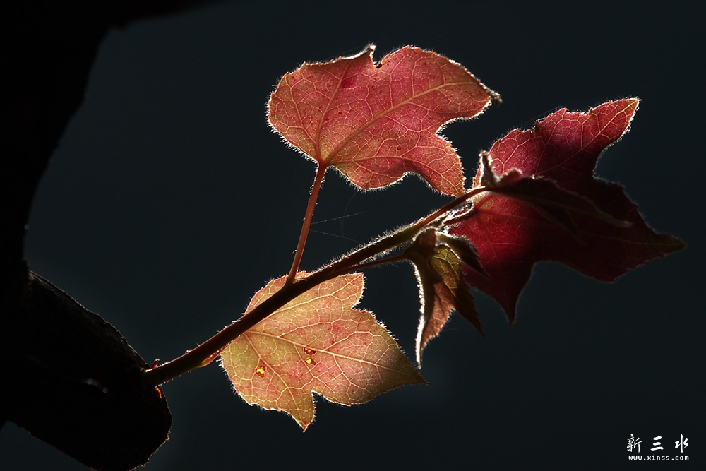 DSC_0020副本.jpg