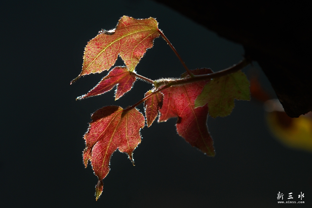 DSC_0039副本.jpg