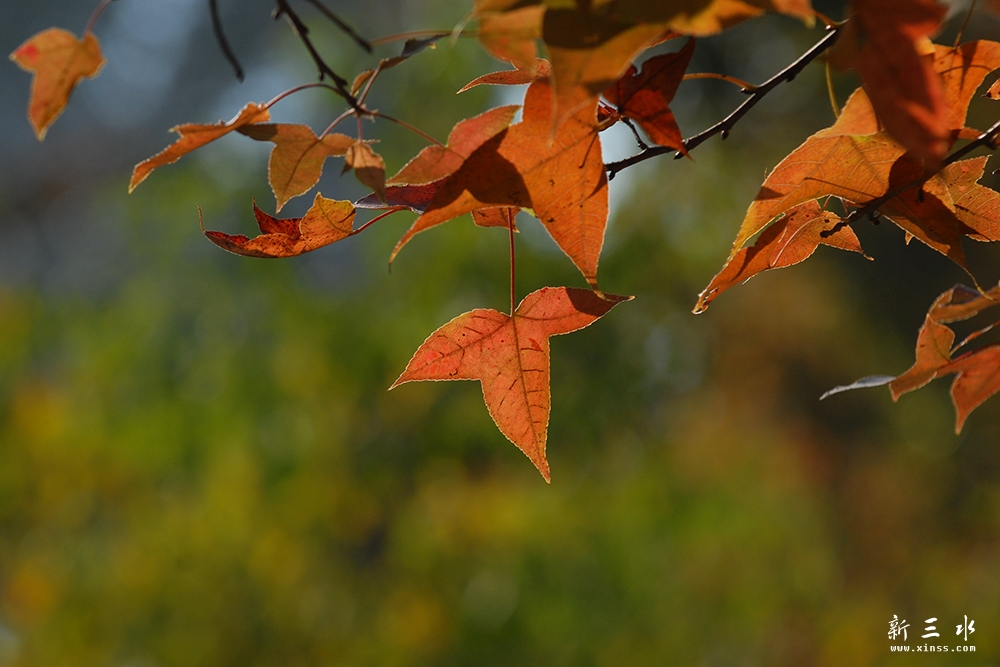 DSC_0009副本.jpg