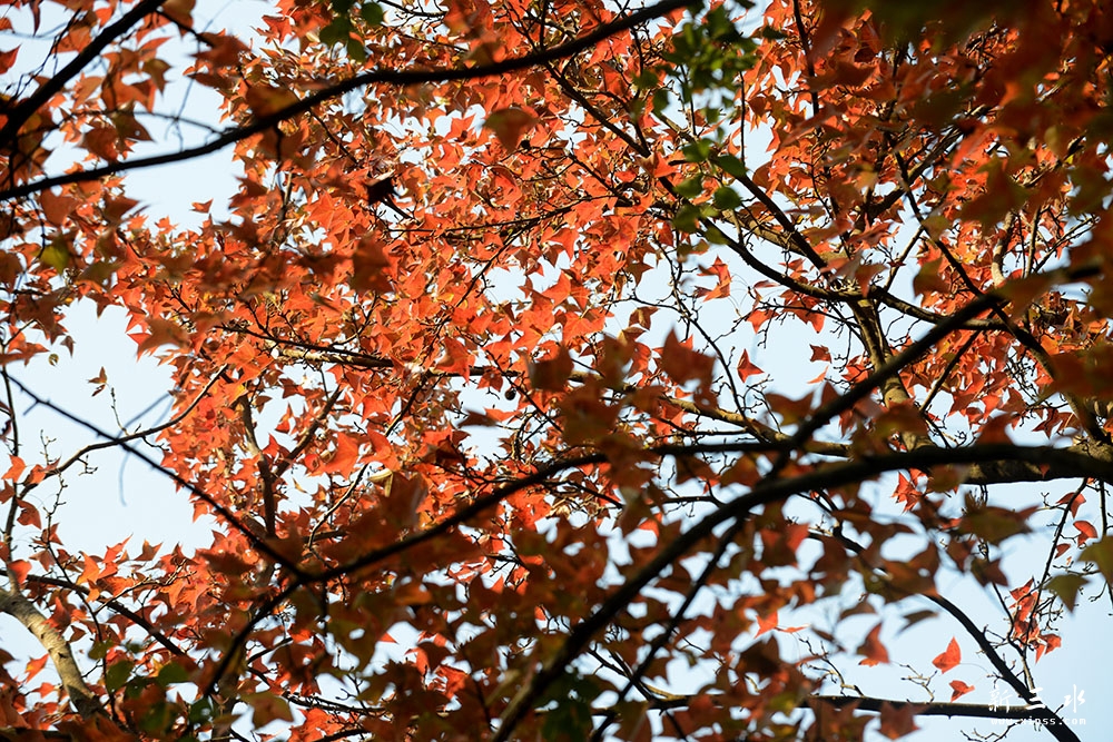DSC_0976副本.jpg