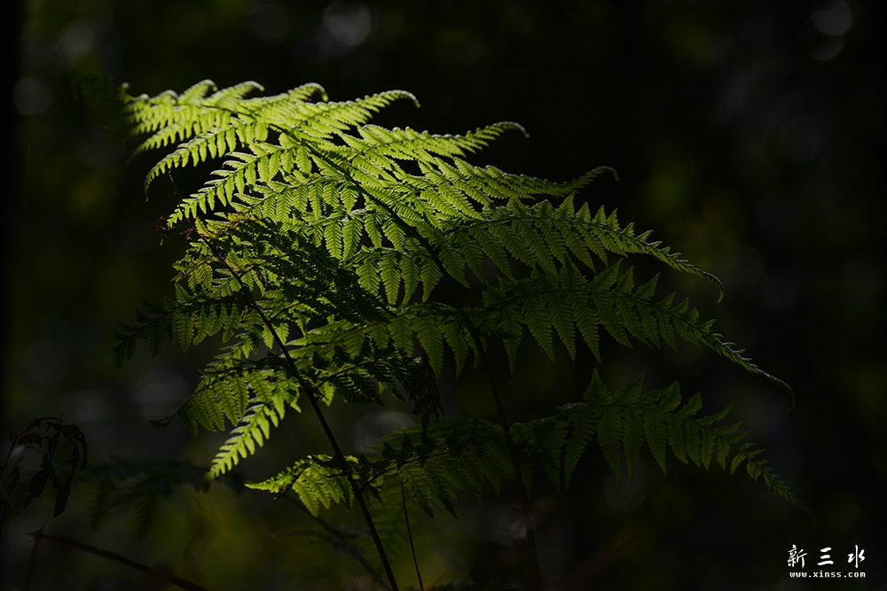 DSC_0992副本.jpg