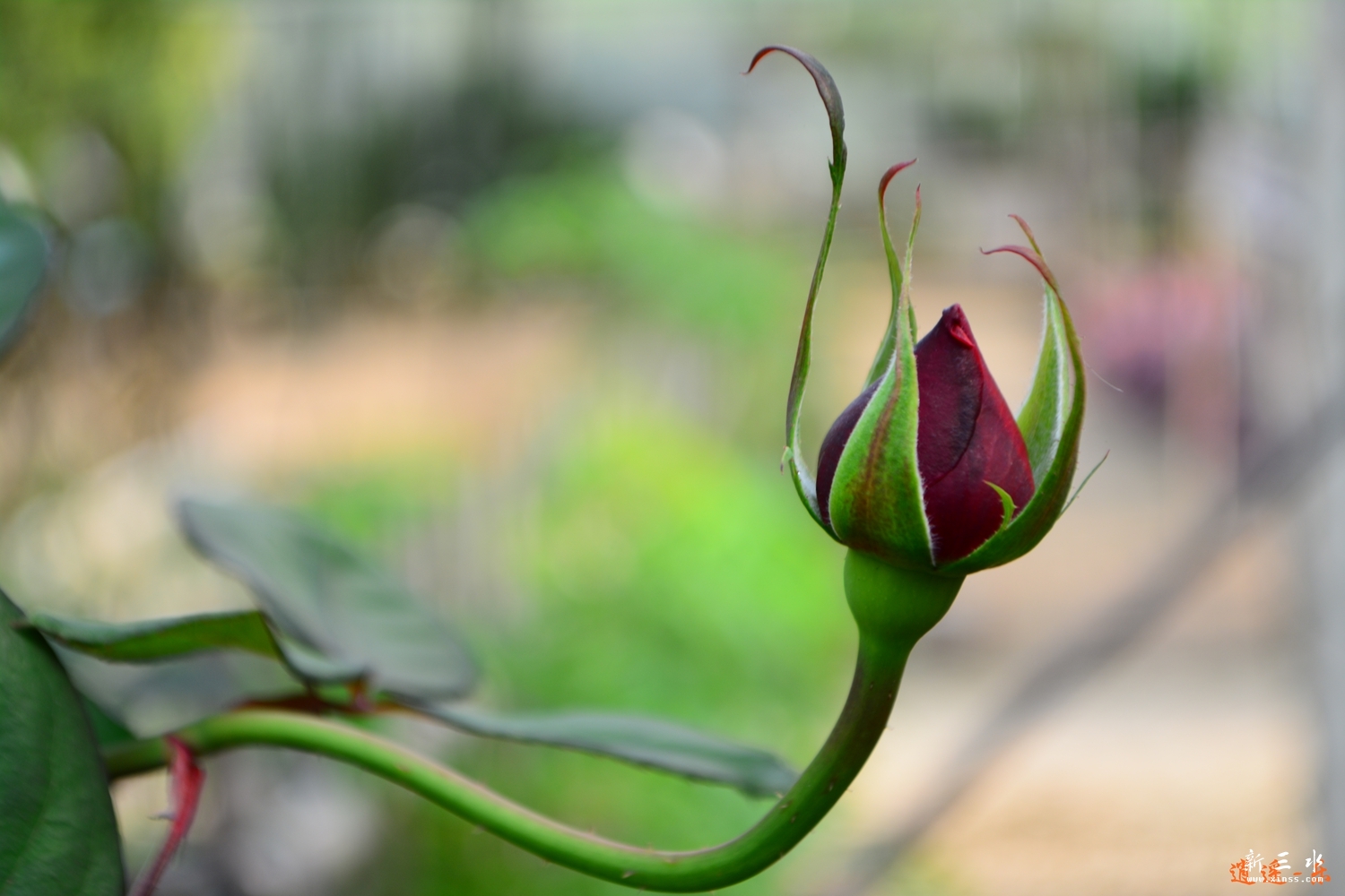 DSC_0043.jpg