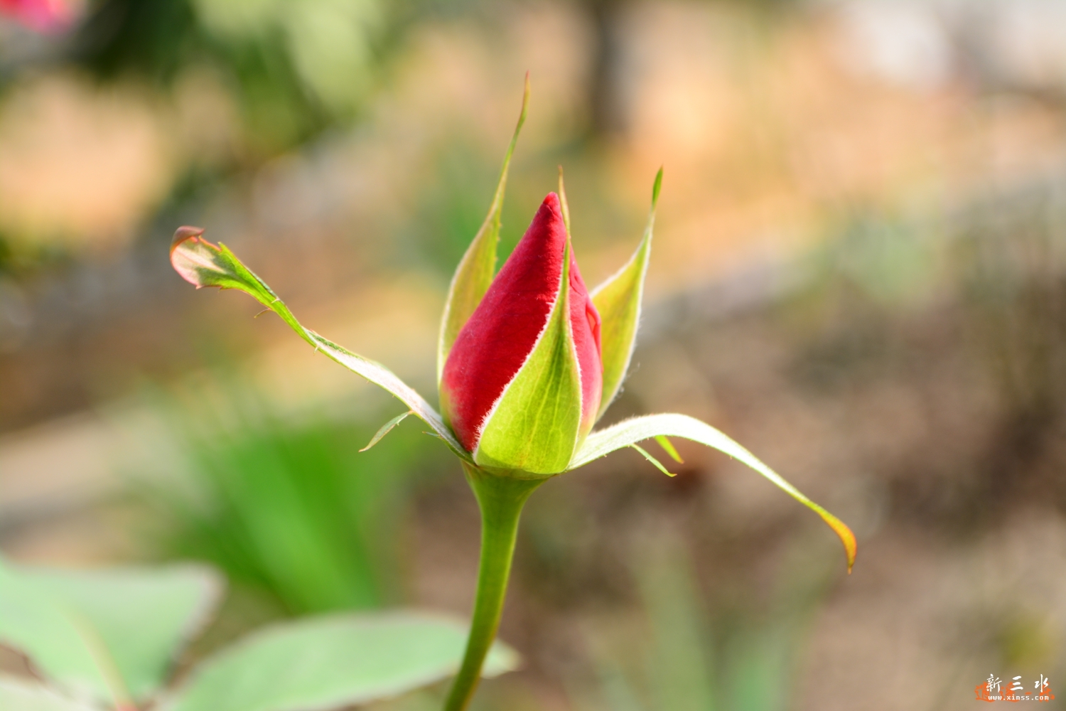 DSC_0073.jpg