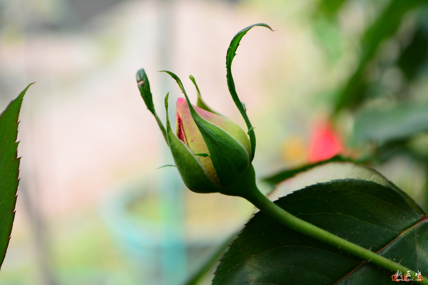 DSC_0122.jpg