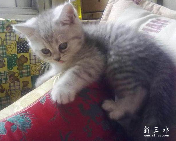QQ截图20140101121932.png