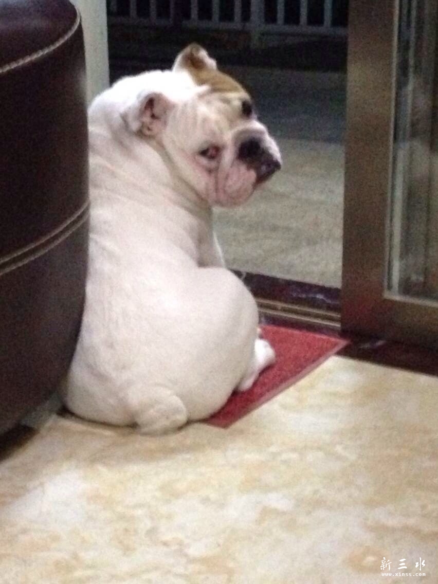 白仔