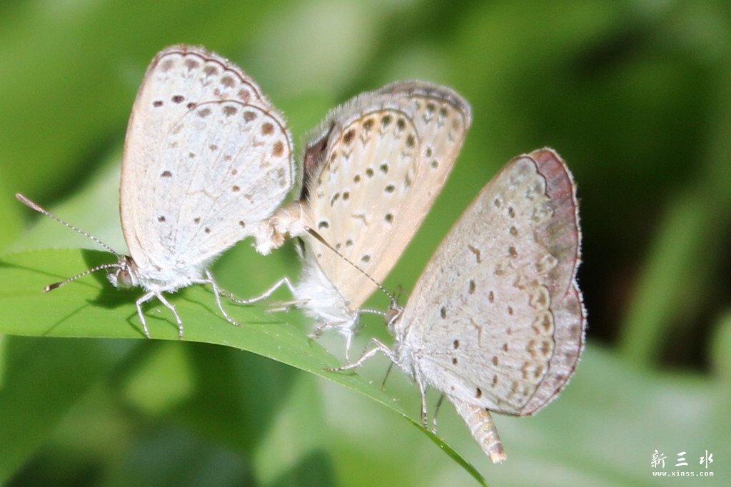 ��ֳ����