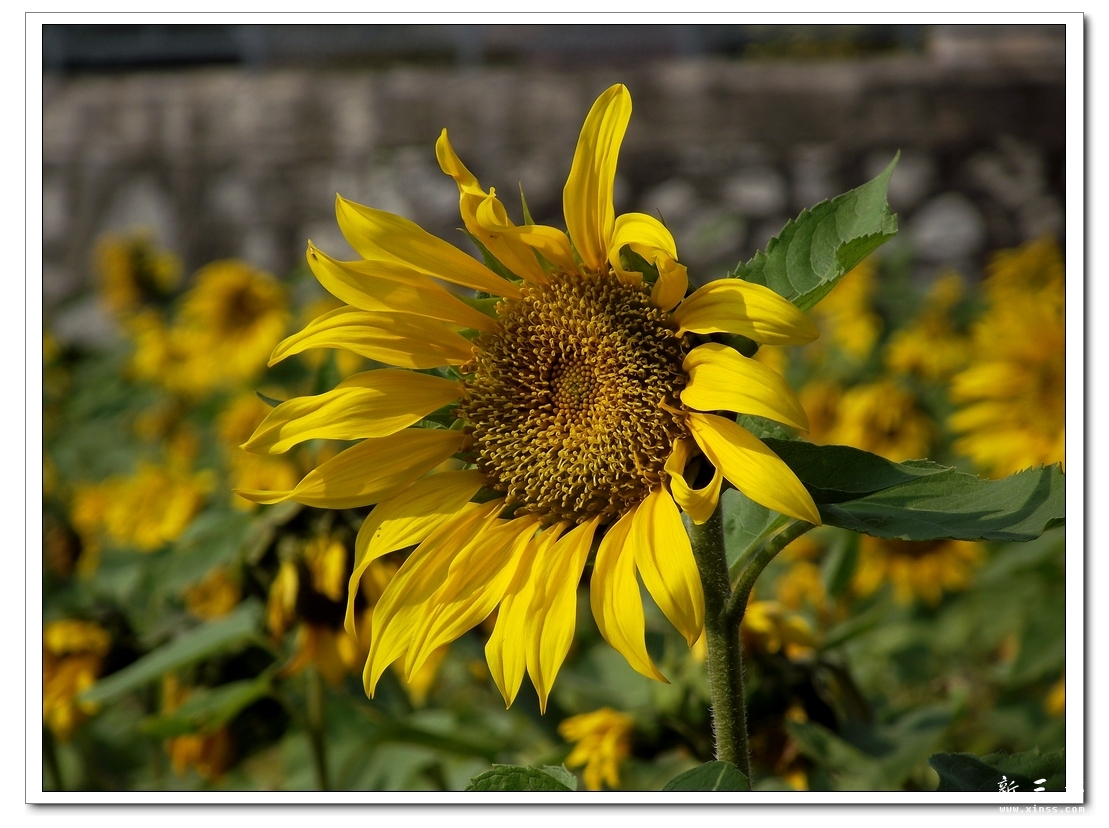 DSCF2361-1.jpg