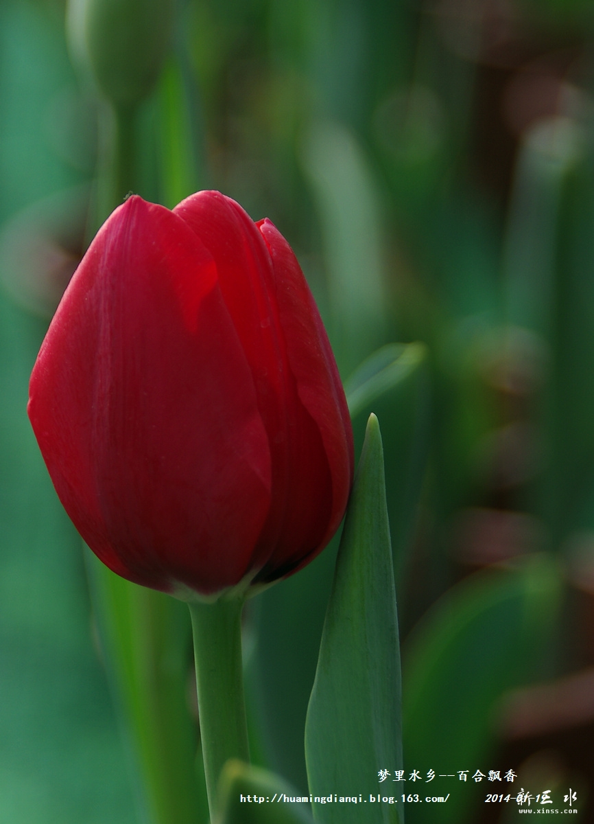 IMGP0765.jpg