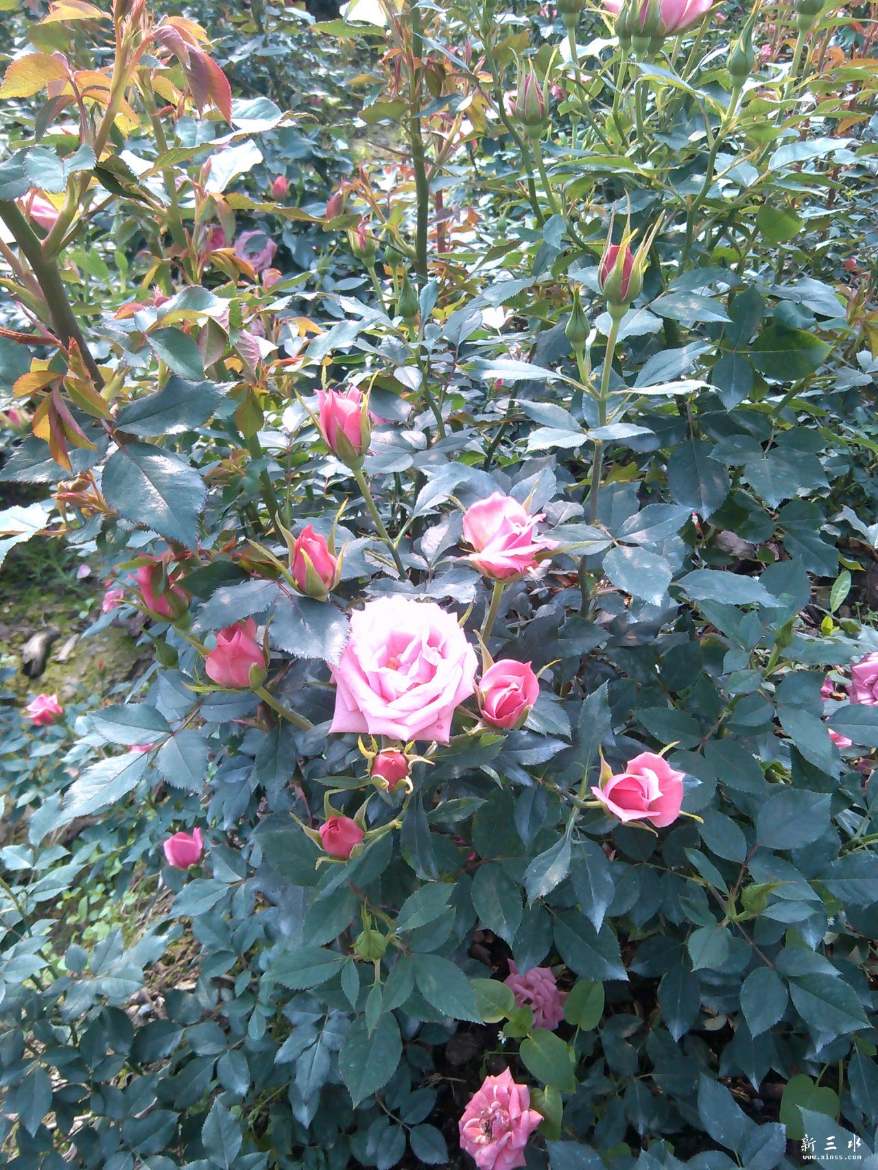 IMG_20140119_113440.jpg 副本.jpg