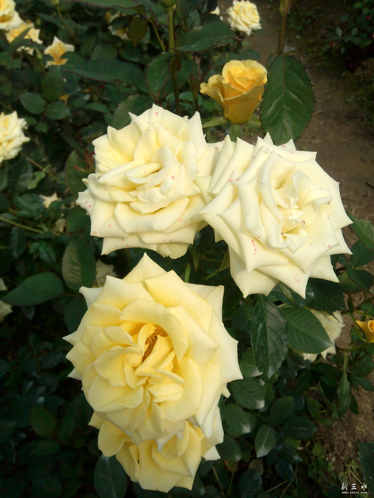 IMG_20140119_113513.jpg 副本.jpg