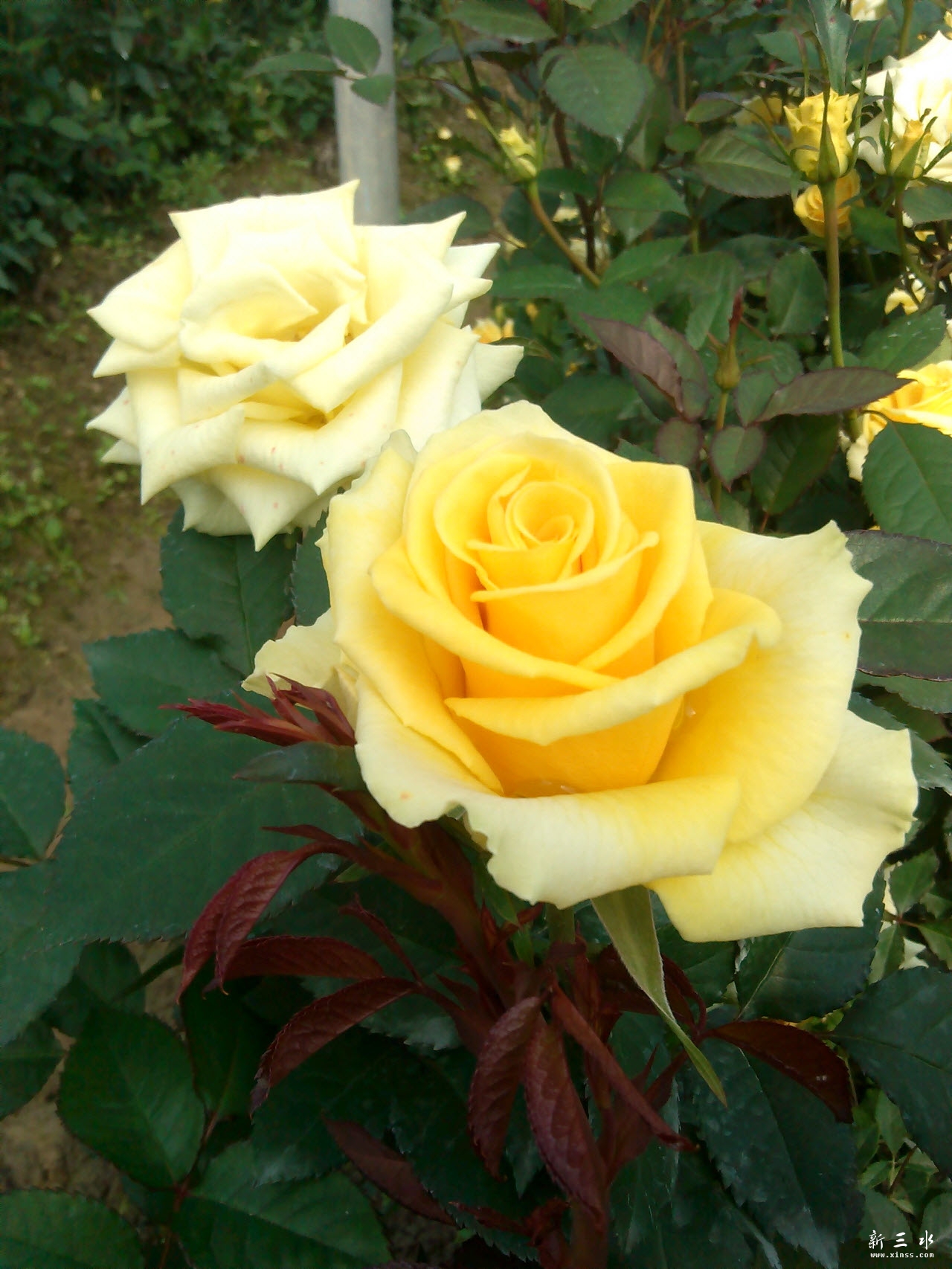 IMG_20140119_113536.jpg 副本.jpg