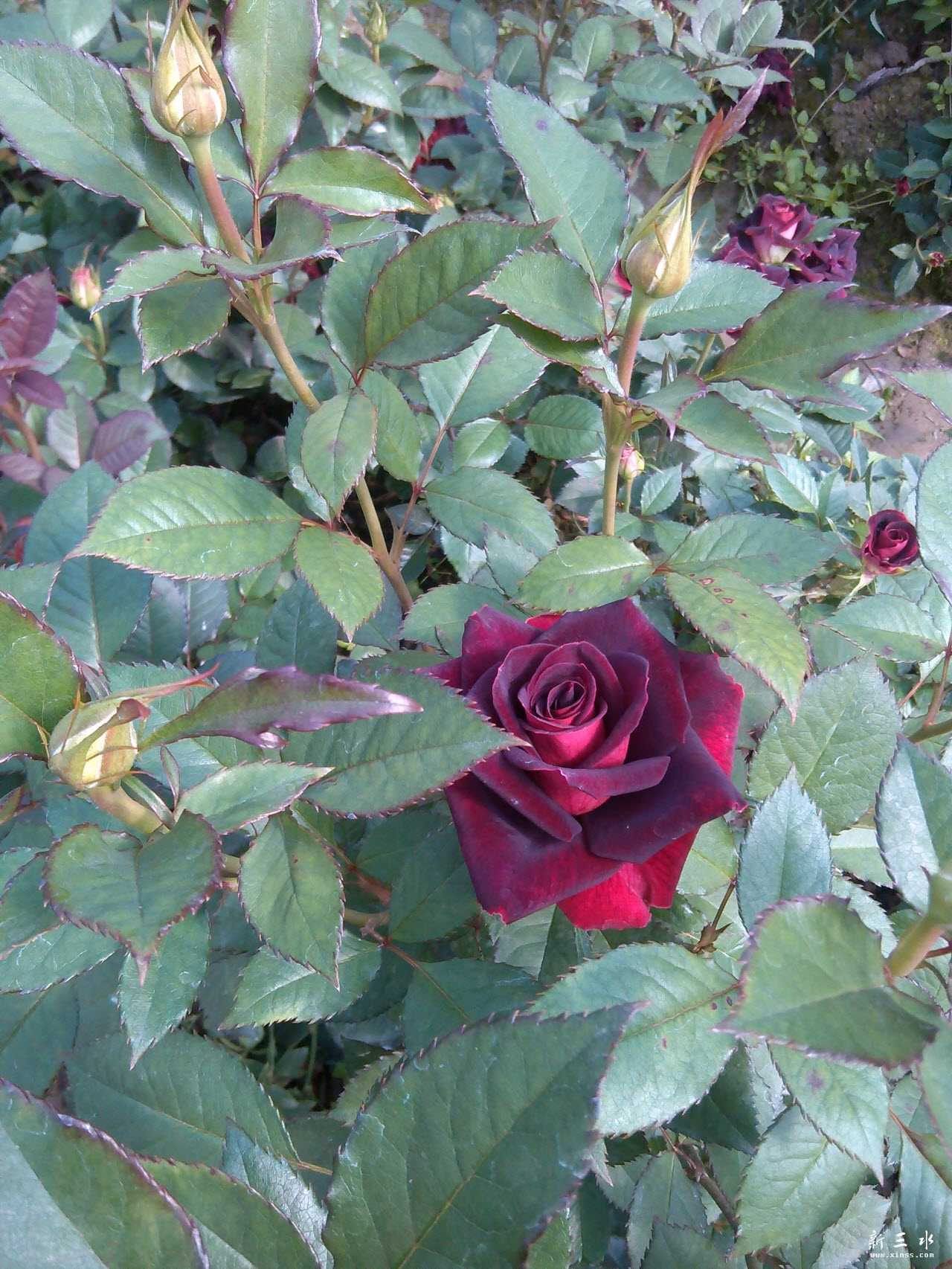 IMG_20140119_113646.jpg 副本.jpg