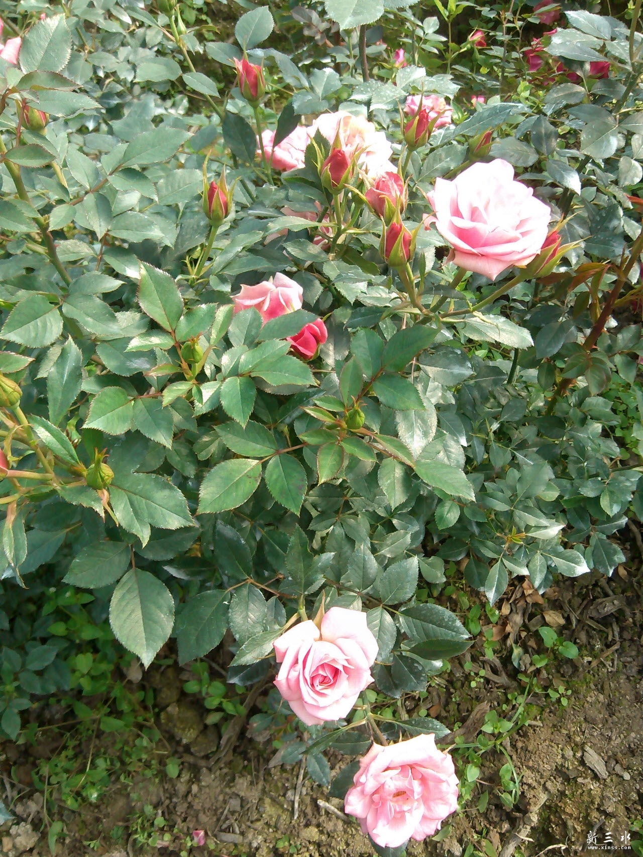 IMG_20140119_113747.jpg 副本.jpg