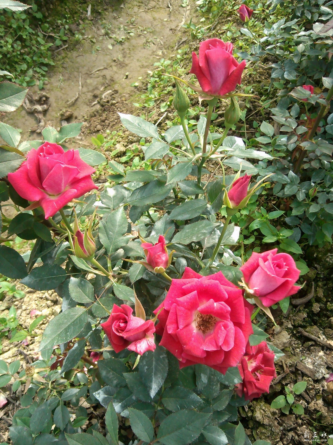 IMG_20140119_113808.jpg 副本.jpg