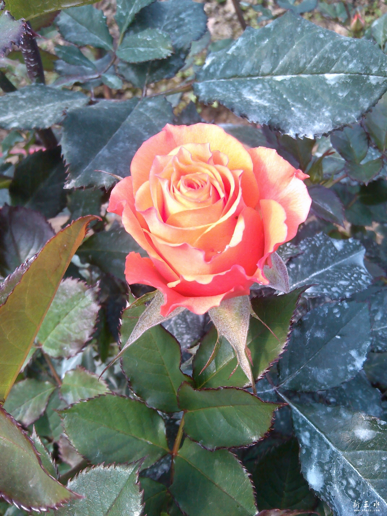 IMG_20140119_113924.jpg 副本.jpg