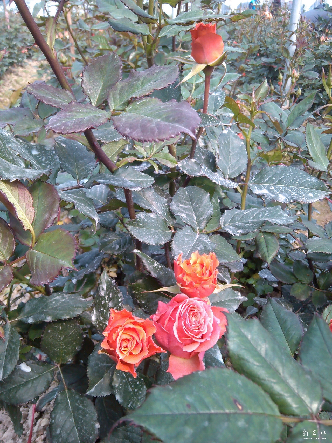 IMG_20140119_113946.jpg 副本.jpg