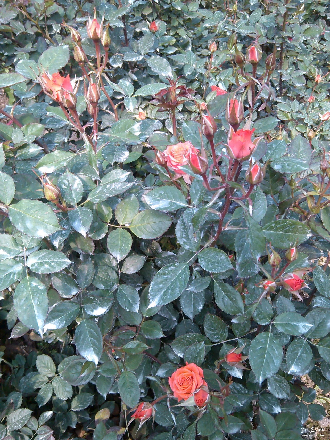 IMG_20140119_114042.jpg 副本.jpg