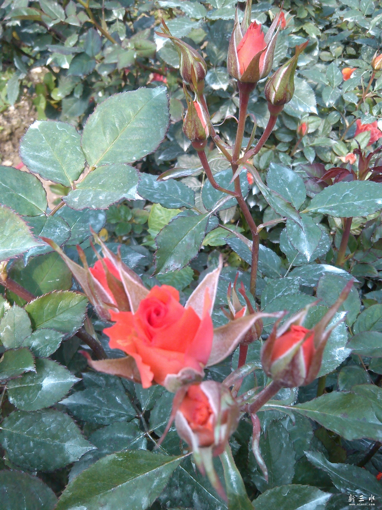 IMG_20140119_114058.jpg 副本.jpg