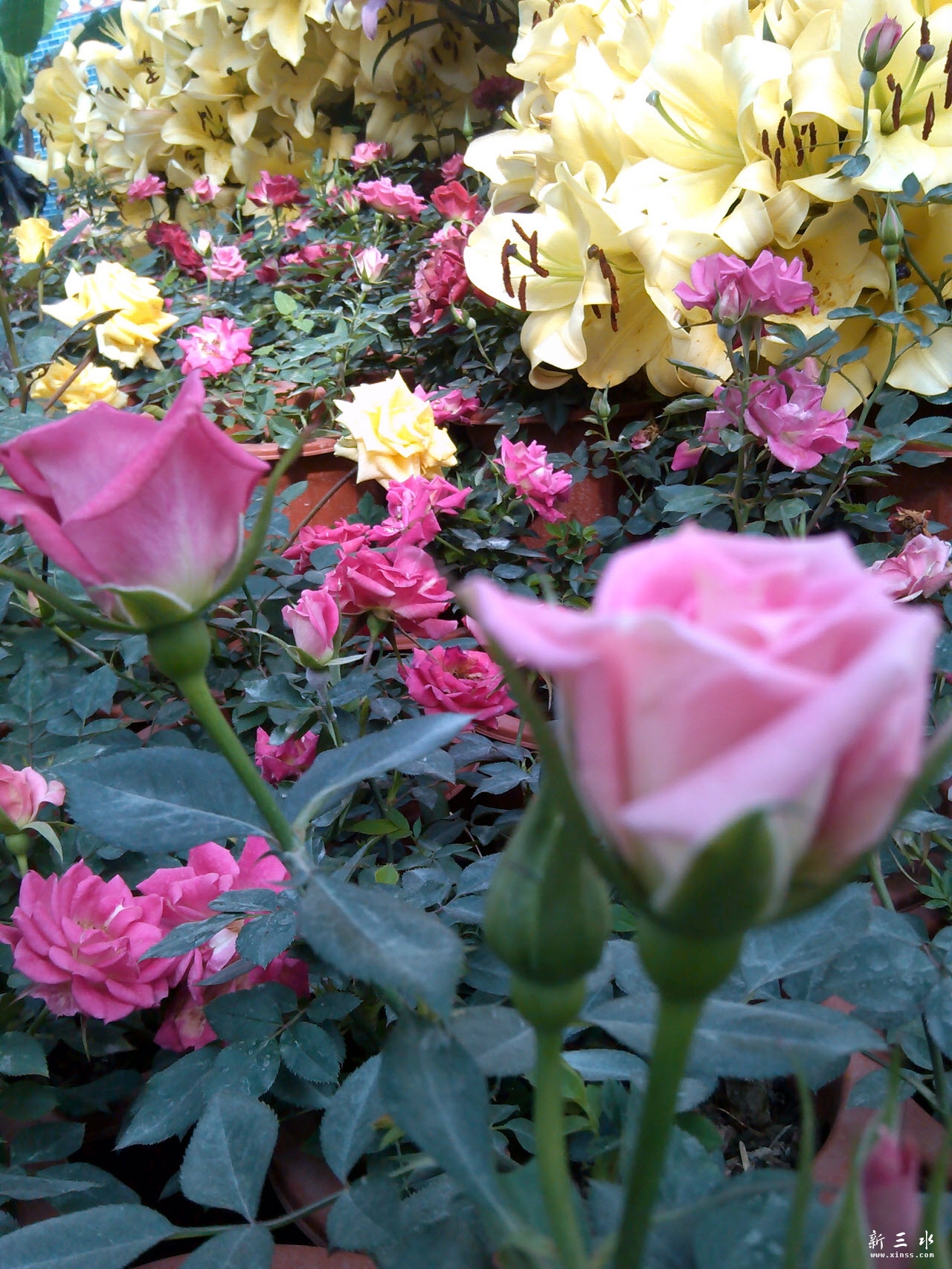 microMsg.1390099301523.jpg 副本.jpg