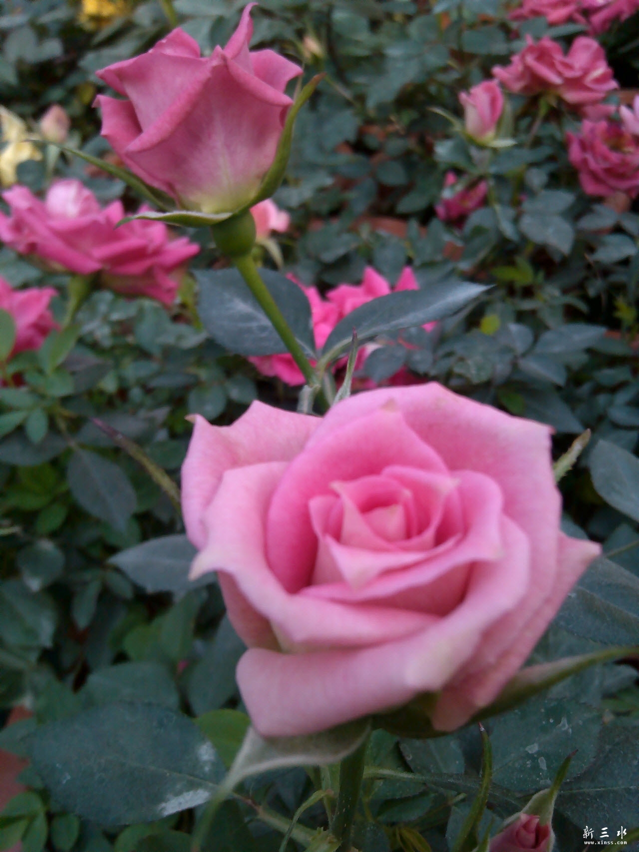 microMsg.1390099339770.jpg 副本.jpg