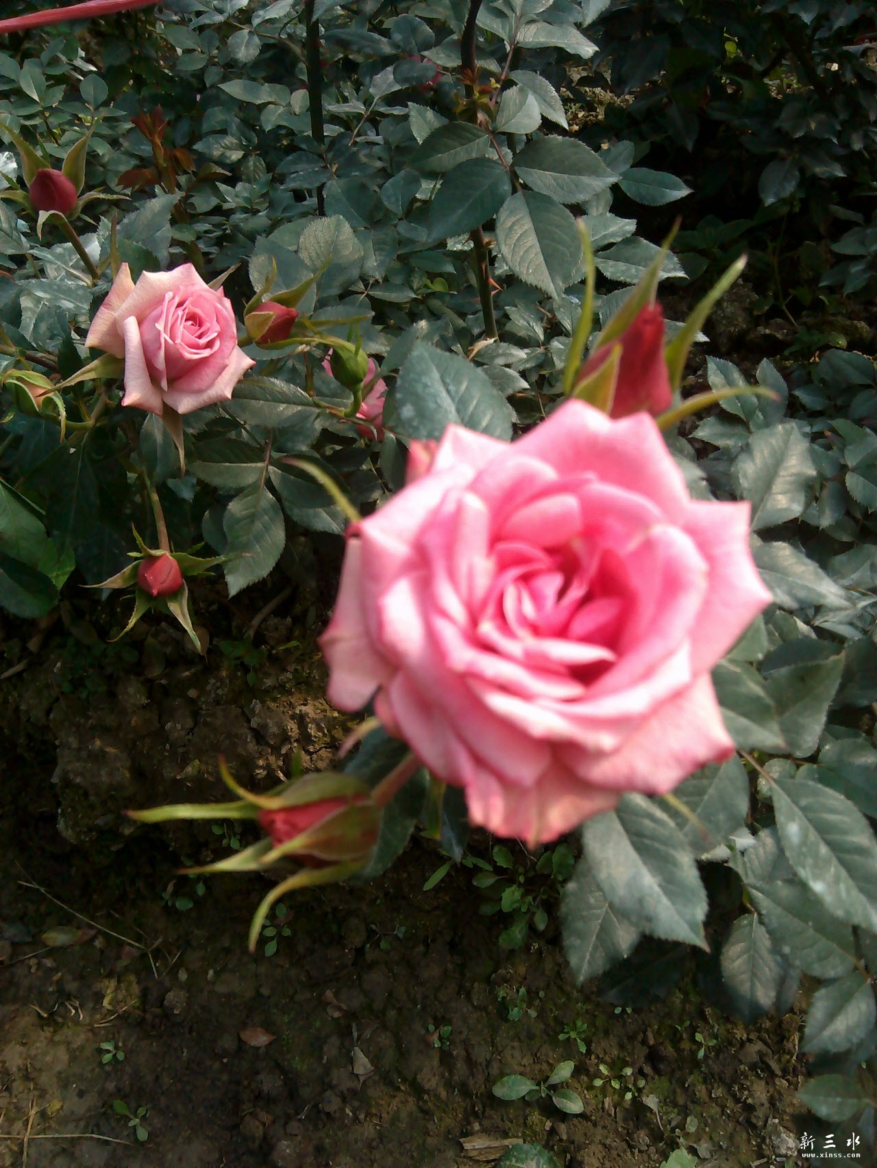 microMsg.1390101833762.jpg 副本.jpg