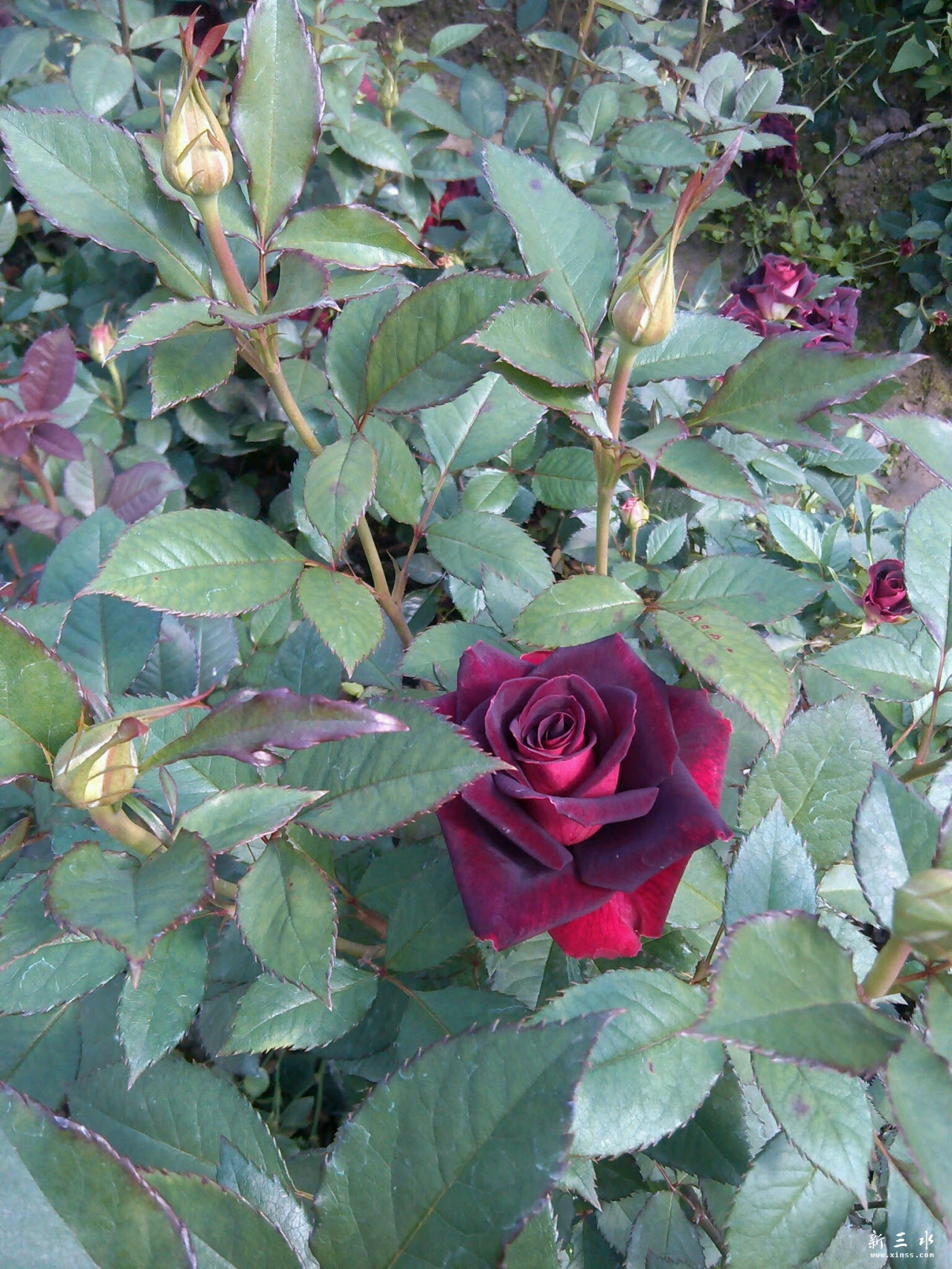 vida_1390138030523.jpg 副本.jpg