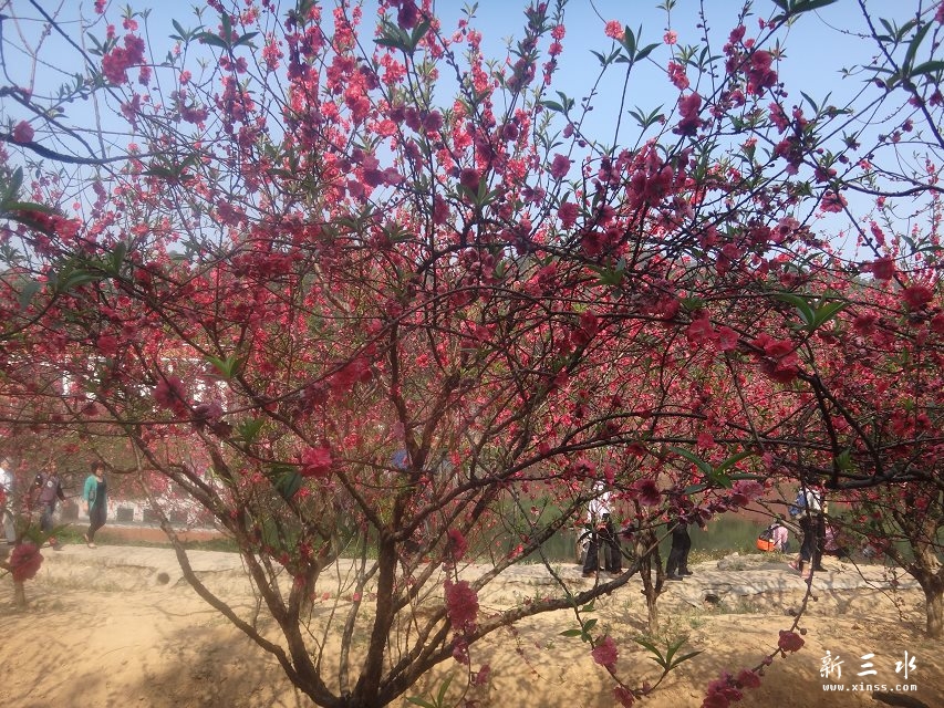 桃花.jpg