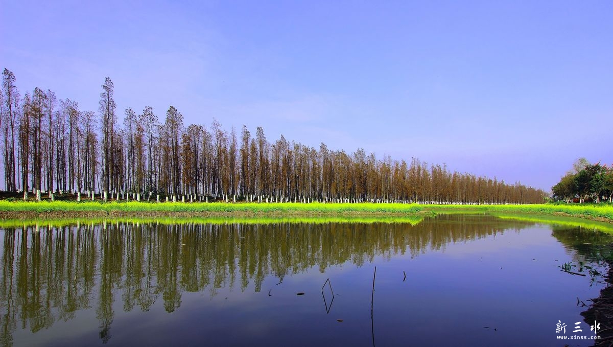 ��ɫ������