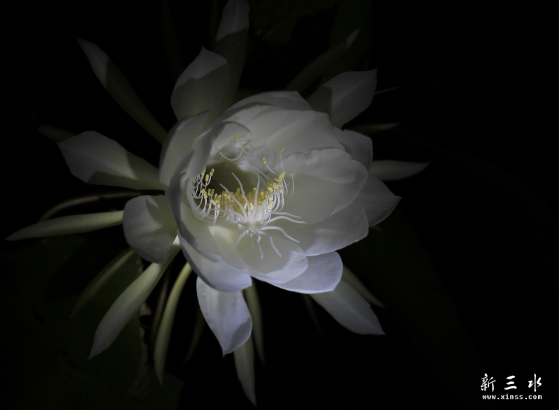 昙花.png