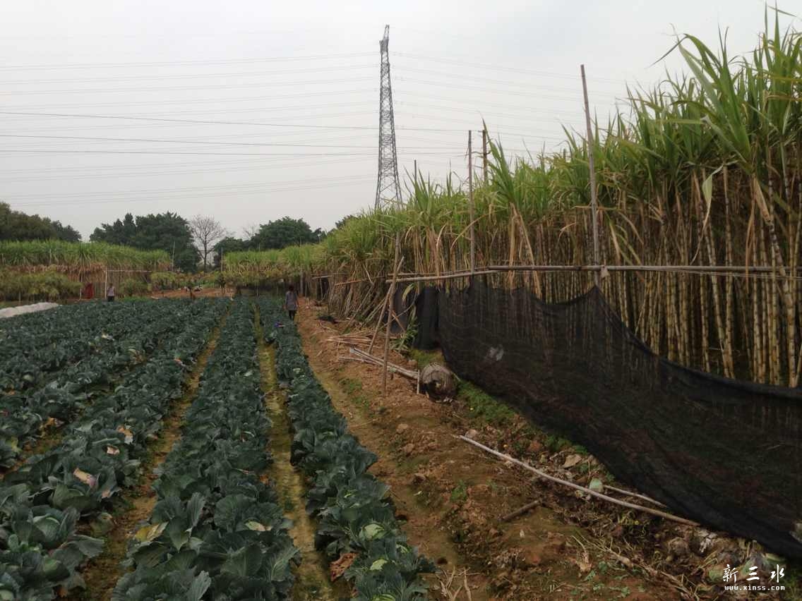 本地甘蔗和菜
