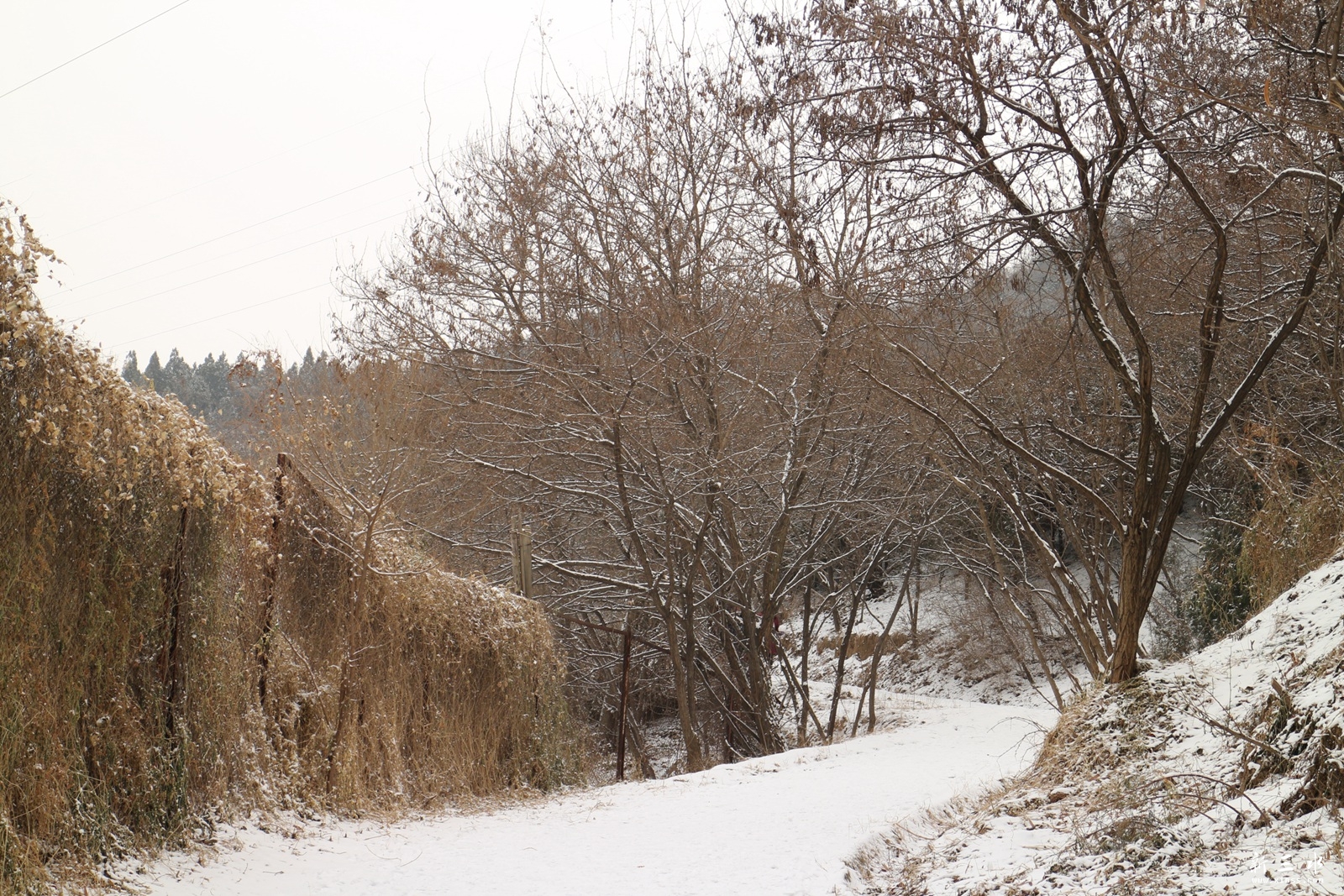 IMG_9979.JPG