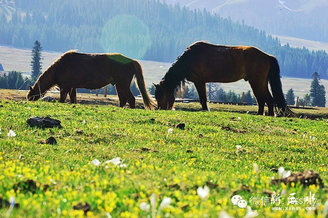 20140515新疆那拉提1.jpeg