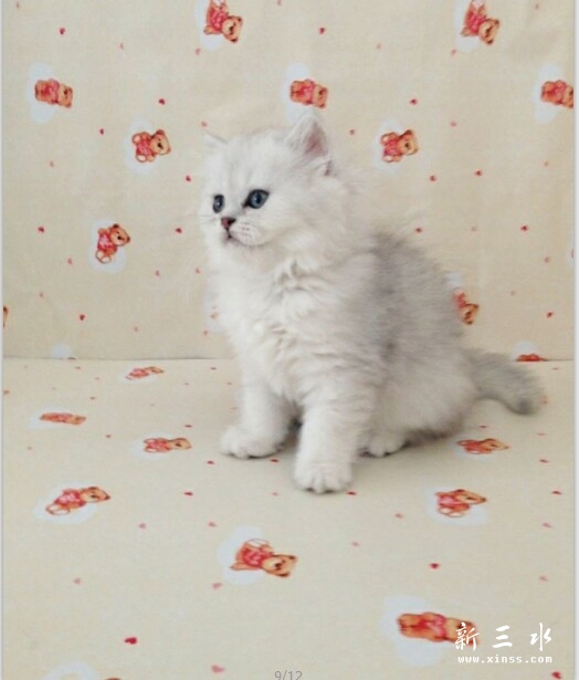 金吉拉.jpg