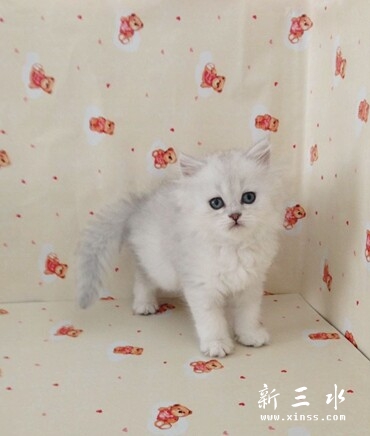 金吉拉1.jpg