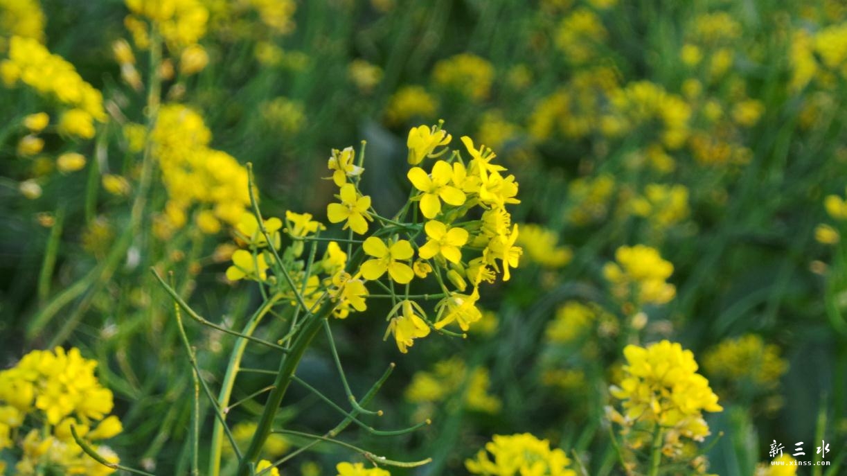 油菜花
