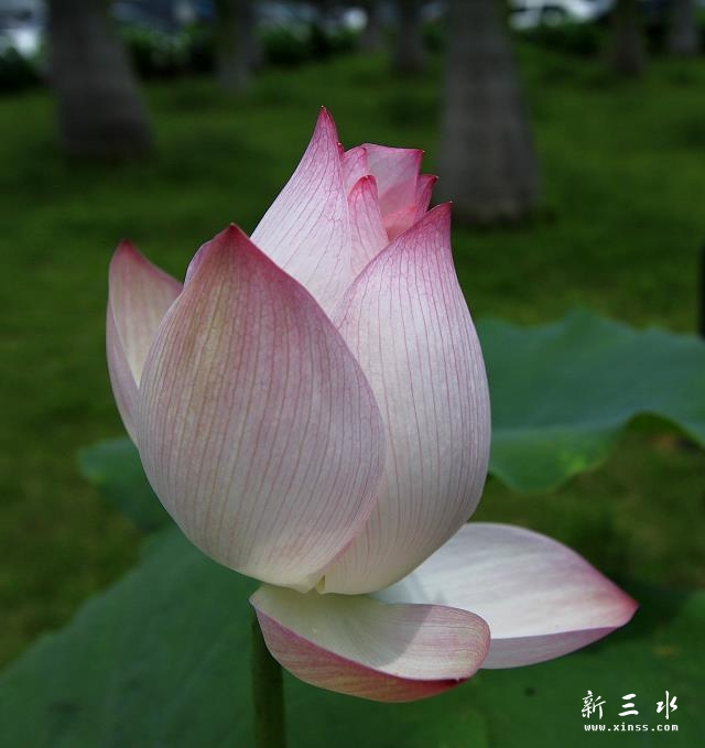 psb(9).jpg