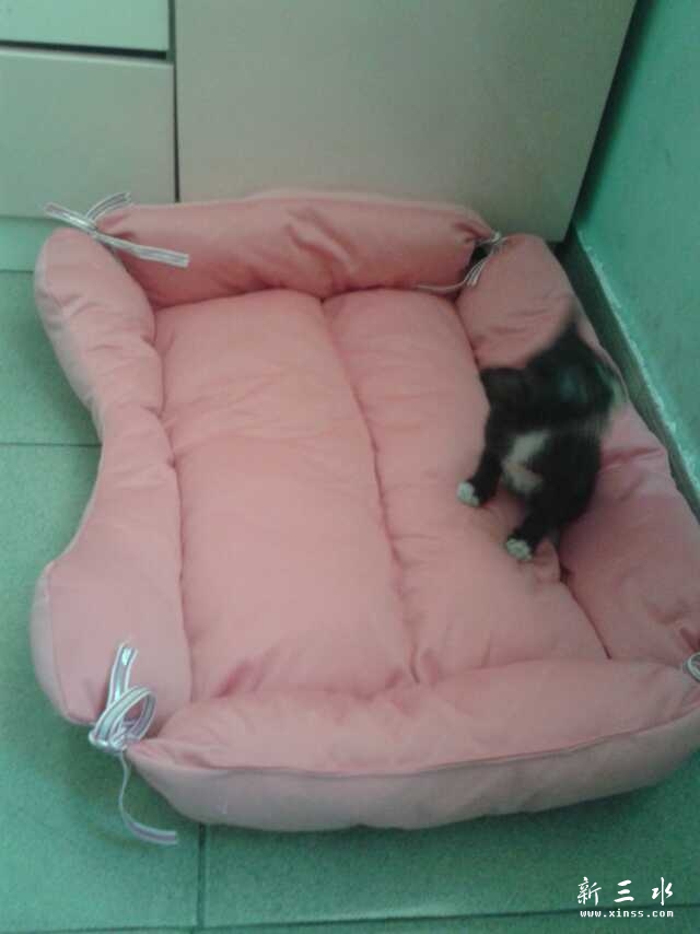 这是小猫刚到家的时候