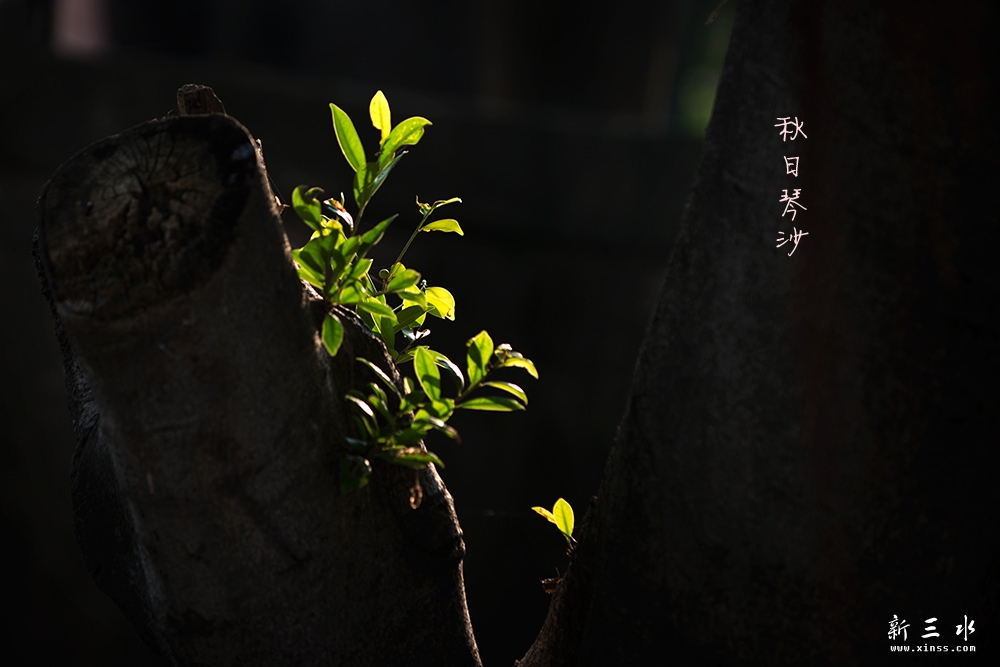 DSC_3909副本2.jpg
