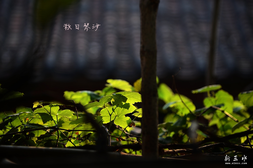 DSC_3920副本2.jpg