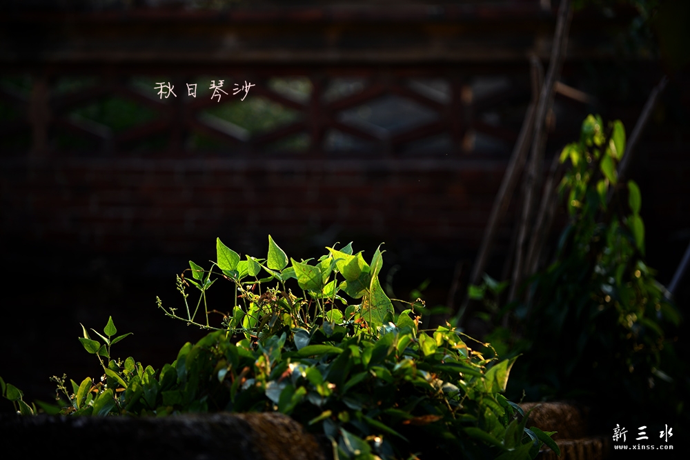 DSC_3921副本2.jpg